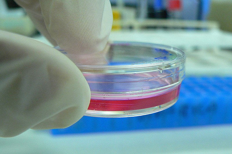 NFU Backs USDA-FDA Joint Oversight of Cell Culture Technology