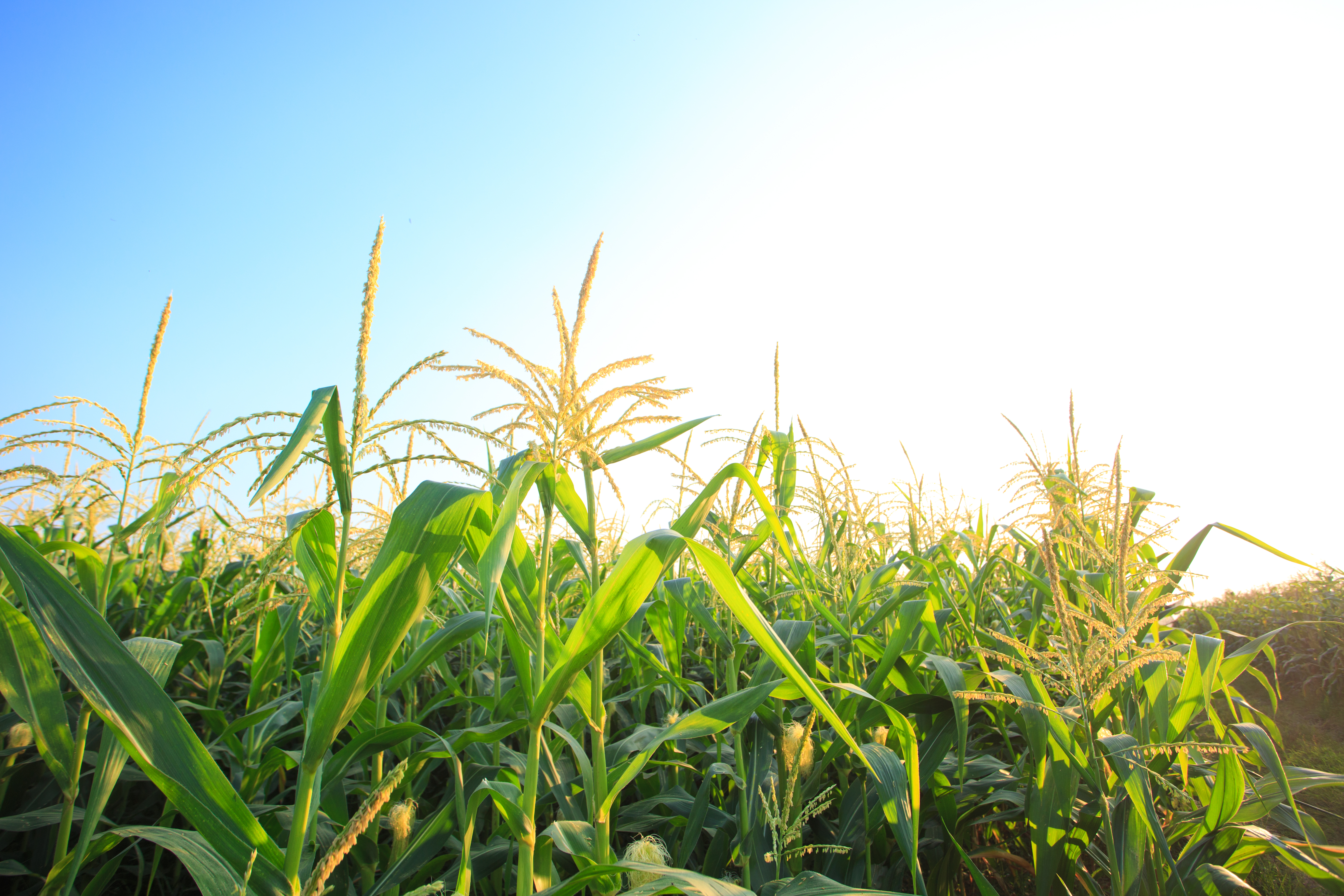 NFU Applauds Release of E15 Waiver Proposal