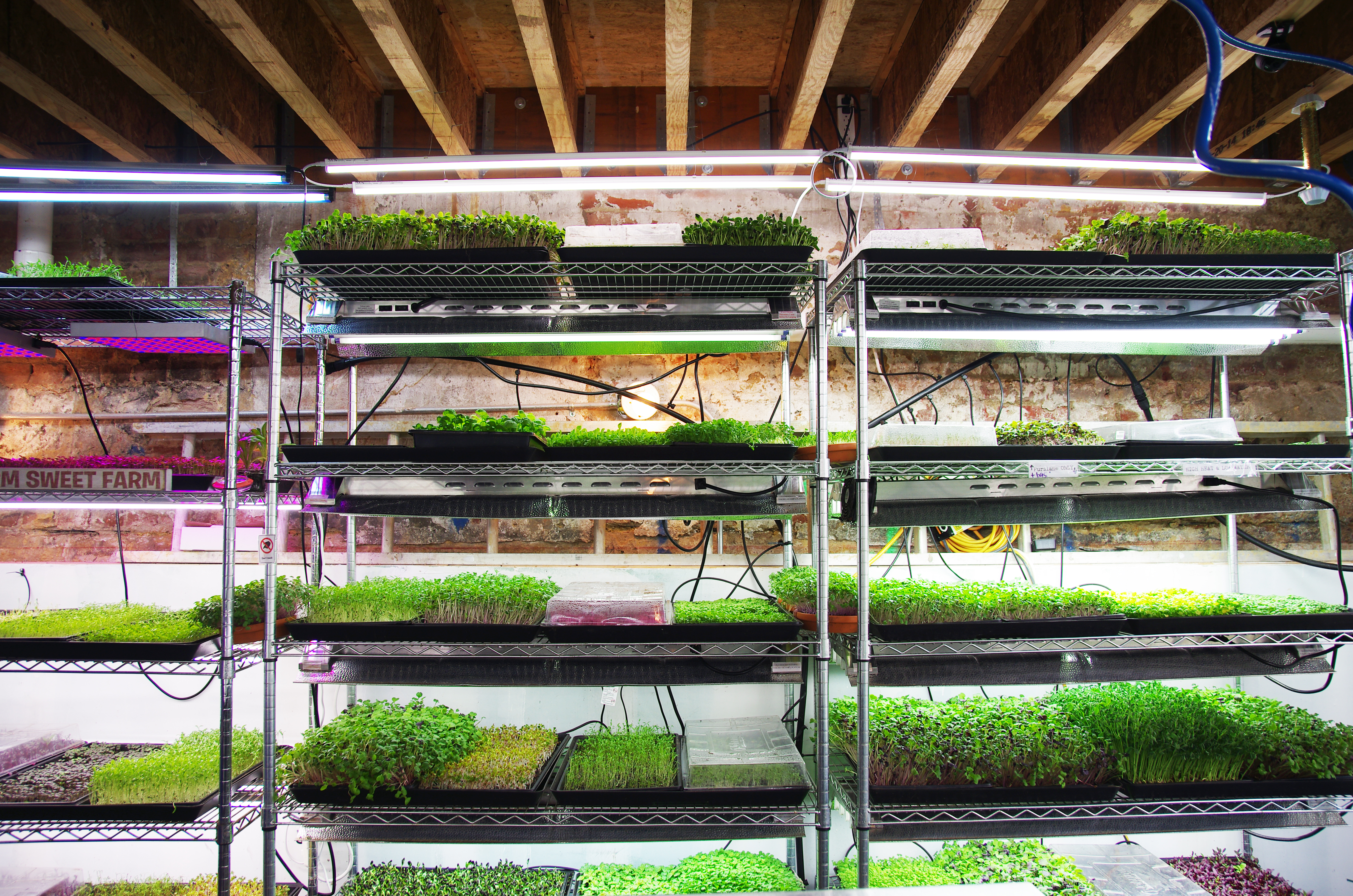 Q&A With an Urban Grower on Food Safety