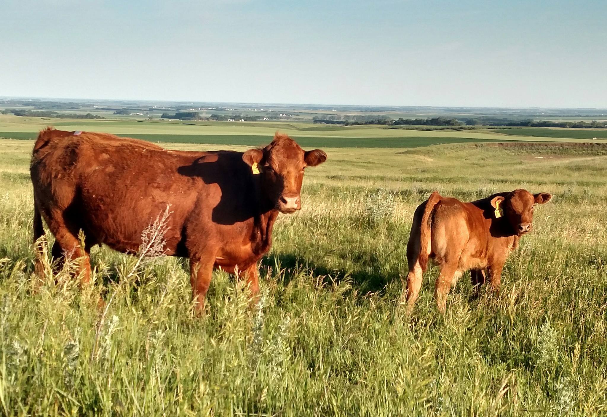 Access to Efficiency: The Symens Farm Family & Conservation Practices
