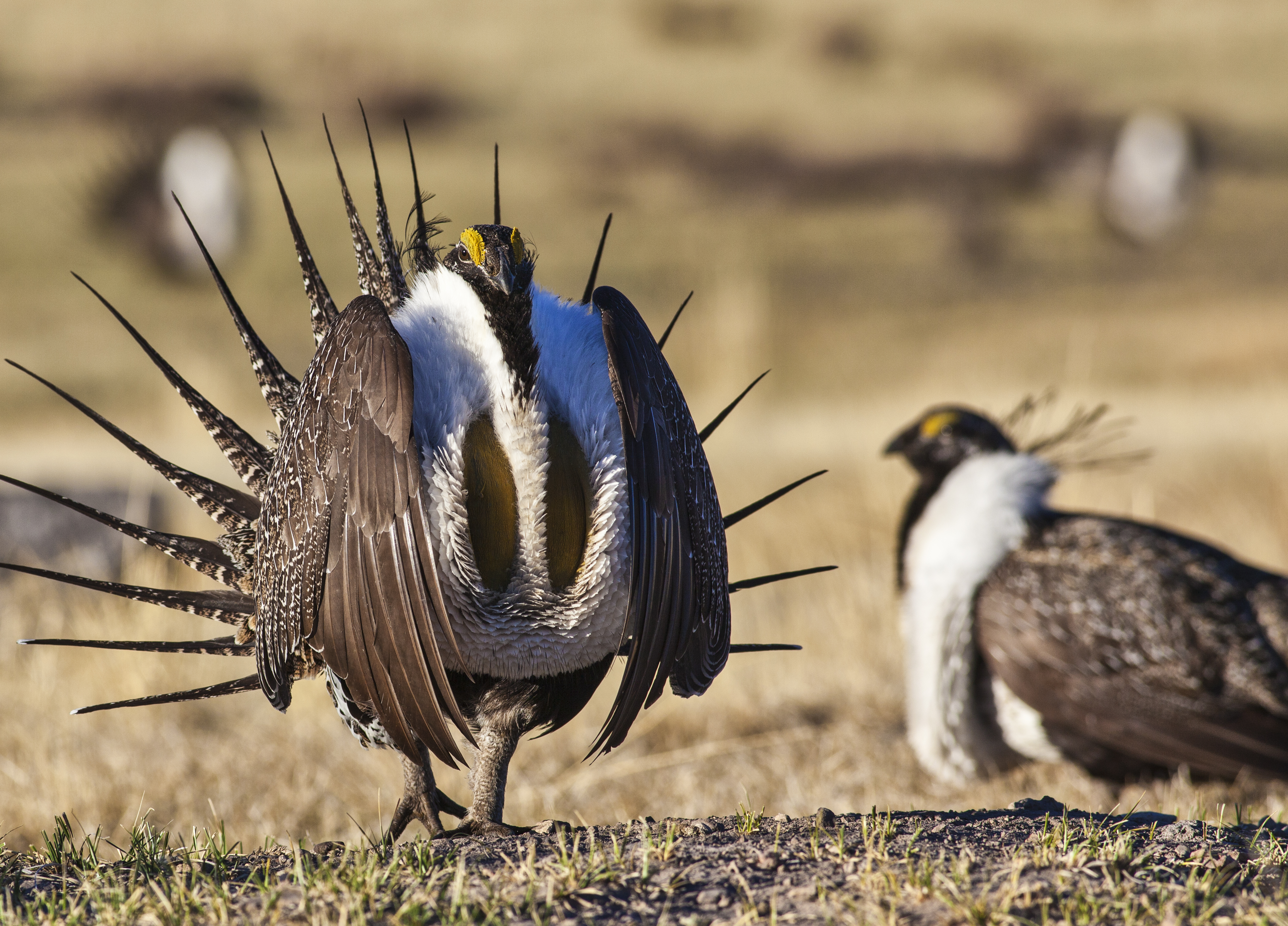 Joint statement from the U.S. Cattlemen’s Association and National Farmers Union regarding Sage Grouse Plans