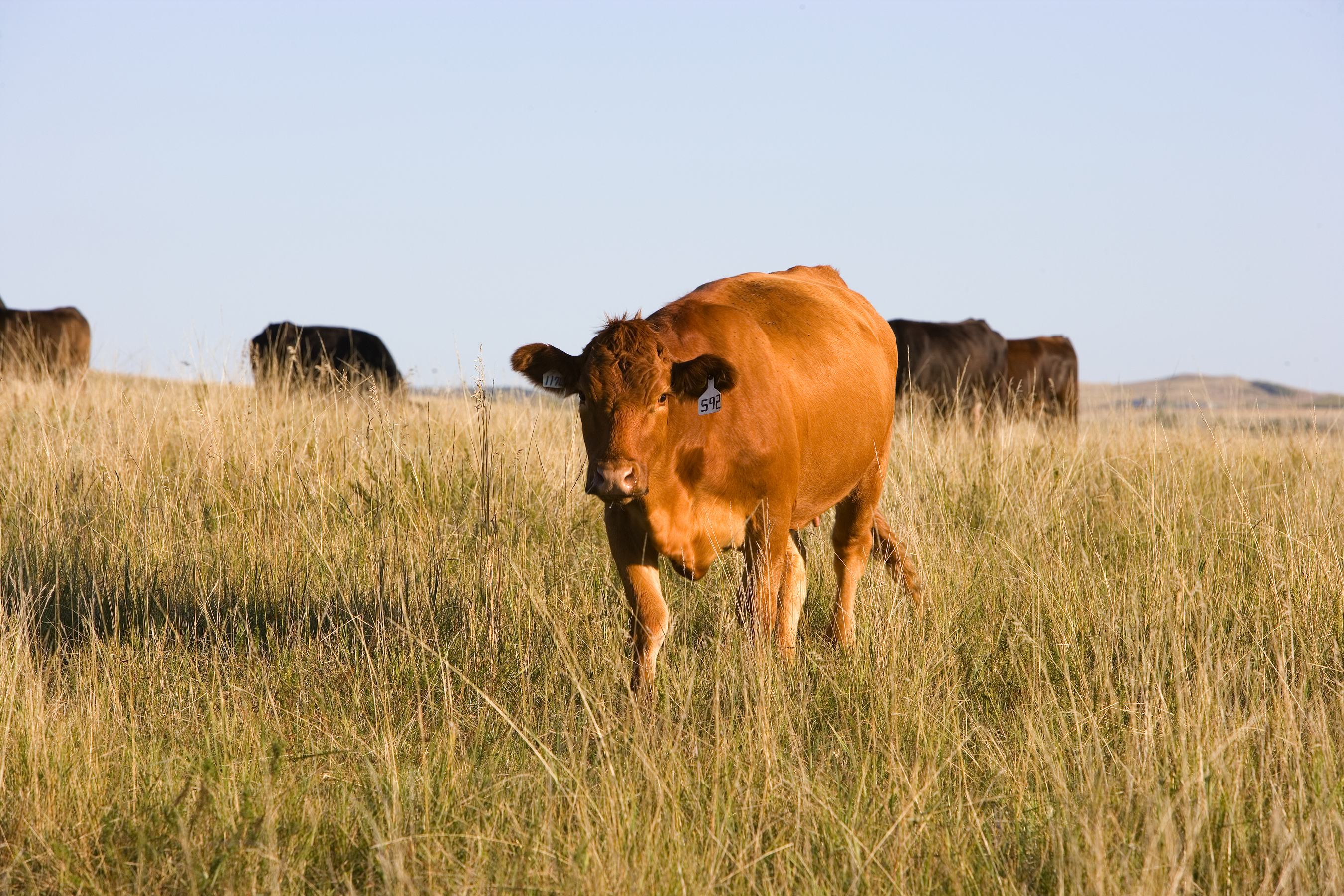 NFU Commends USDA Decision to Authorize Emergency Grazing