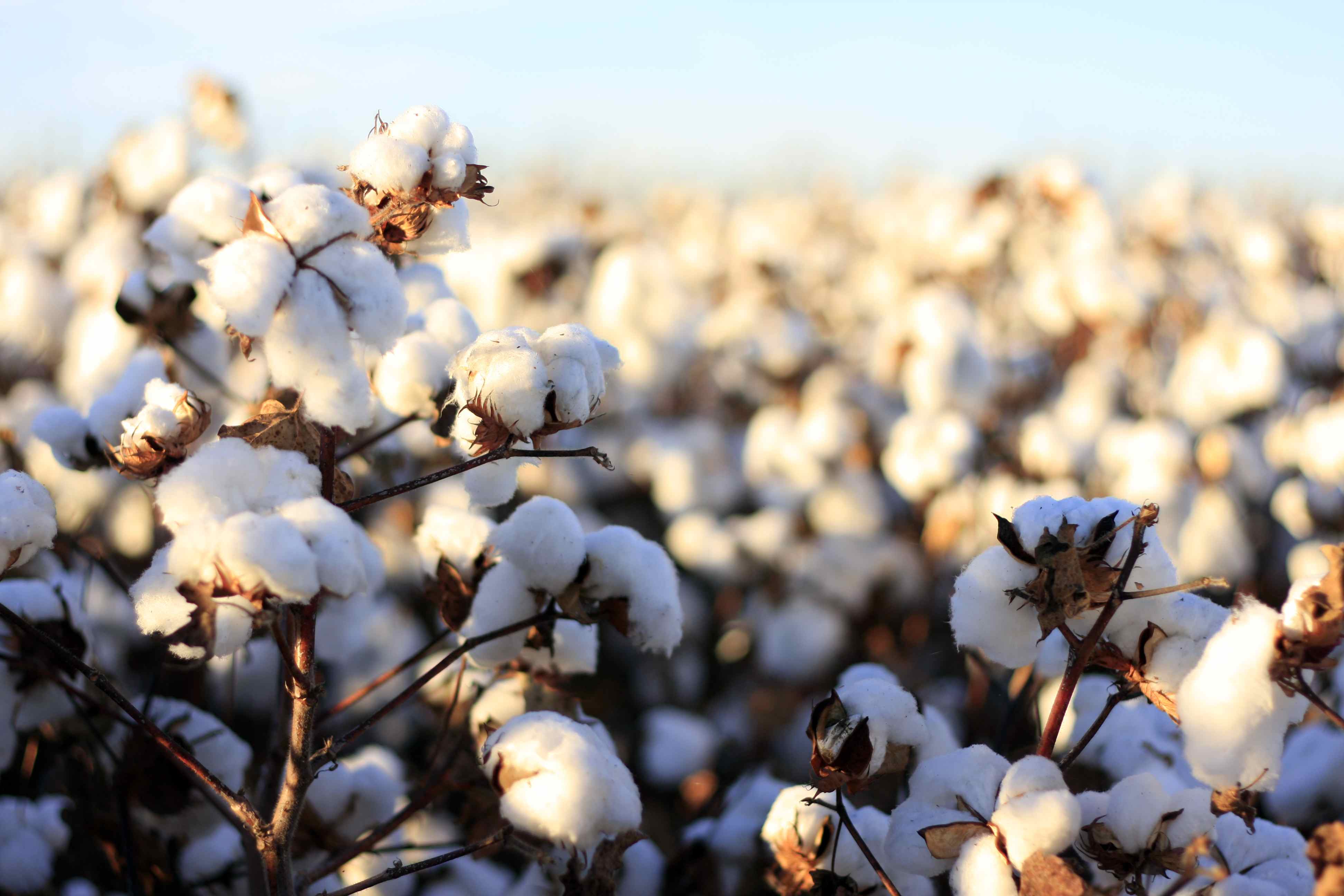 NFU Encouraged by Bipartisan Support for Cotton and Dairy Producers