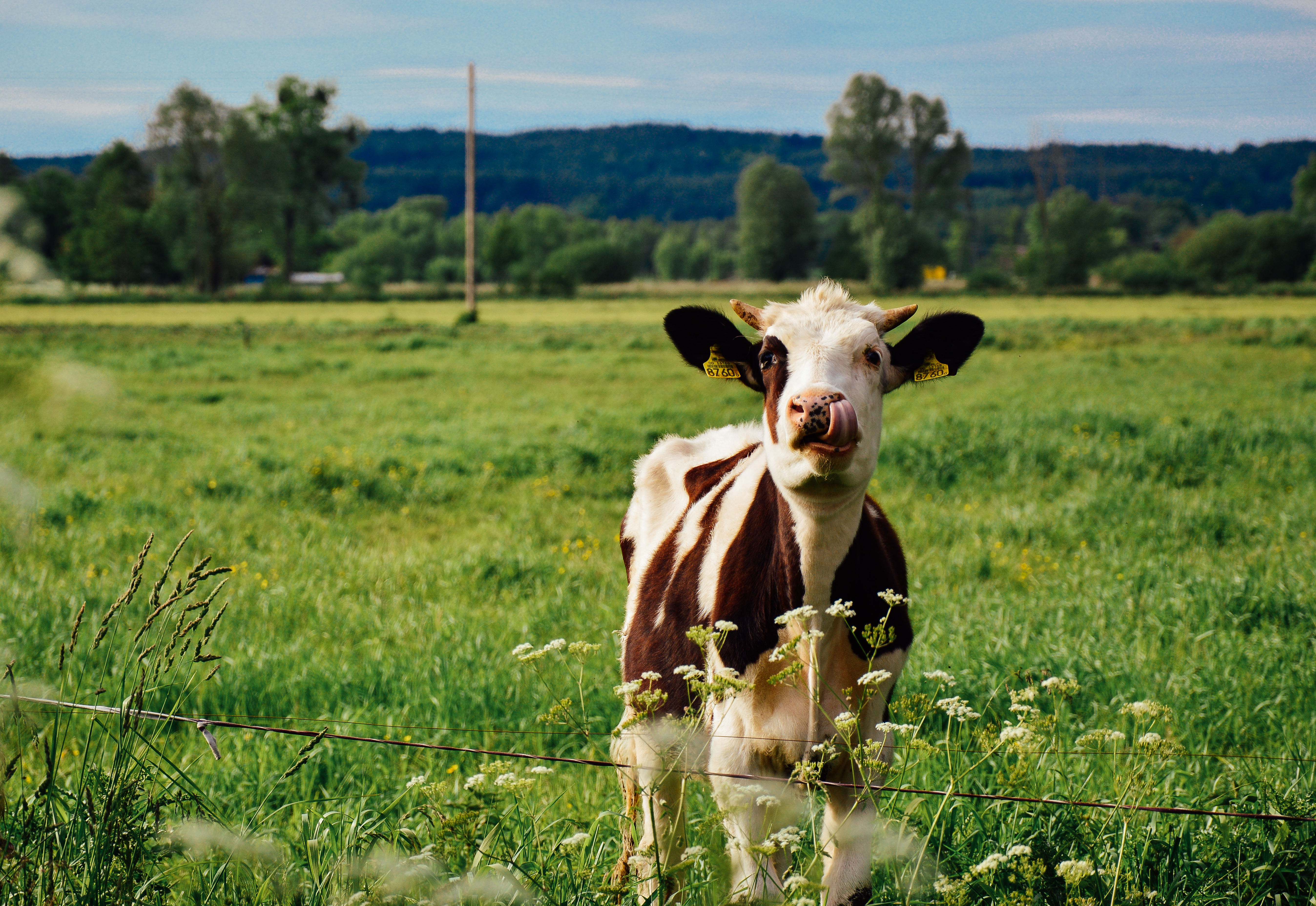 What Can Farmers Do About Climate Change? Rotational Grazing