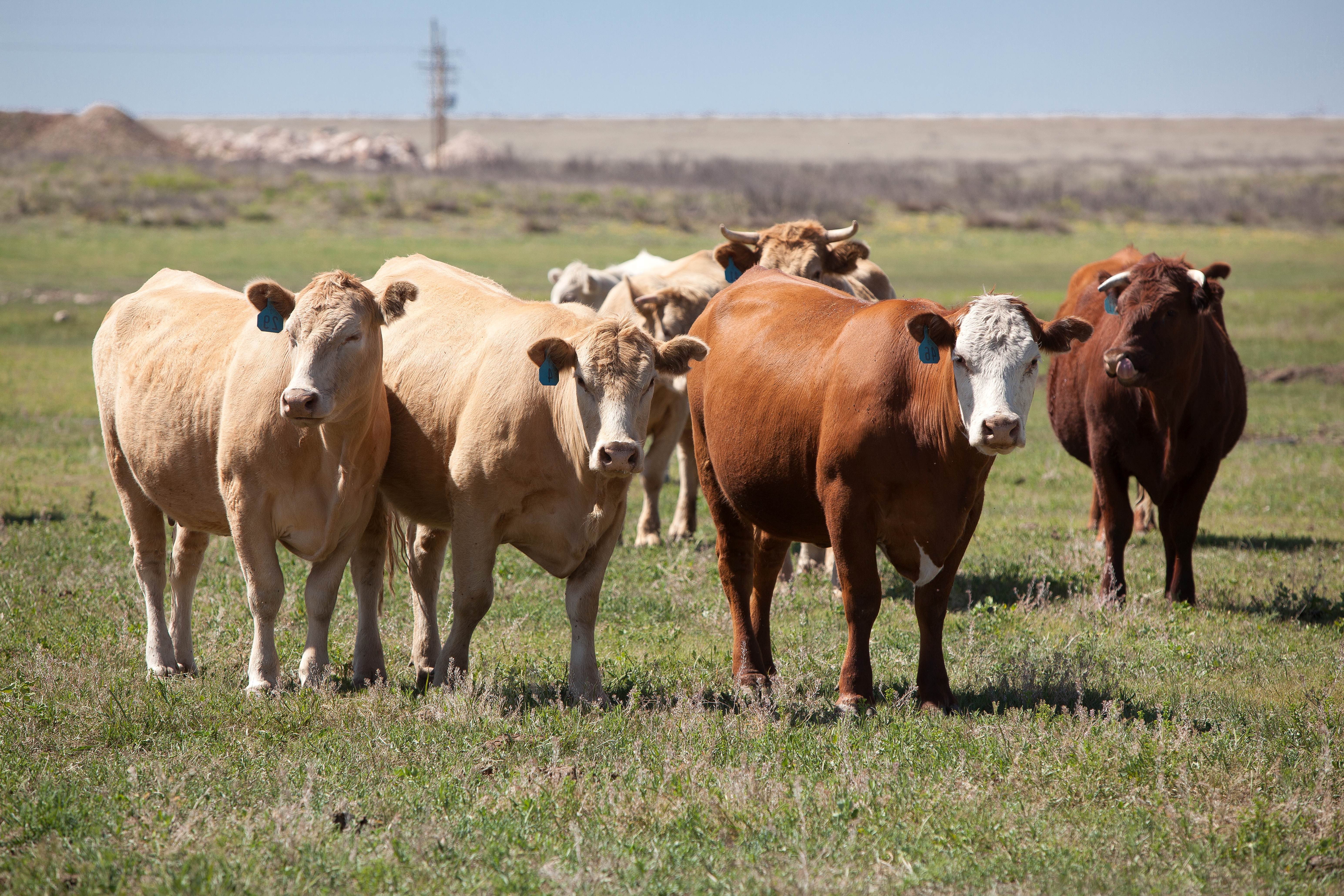 Access to Efficiency: The Painter Ranch Family & Rotational Grazing