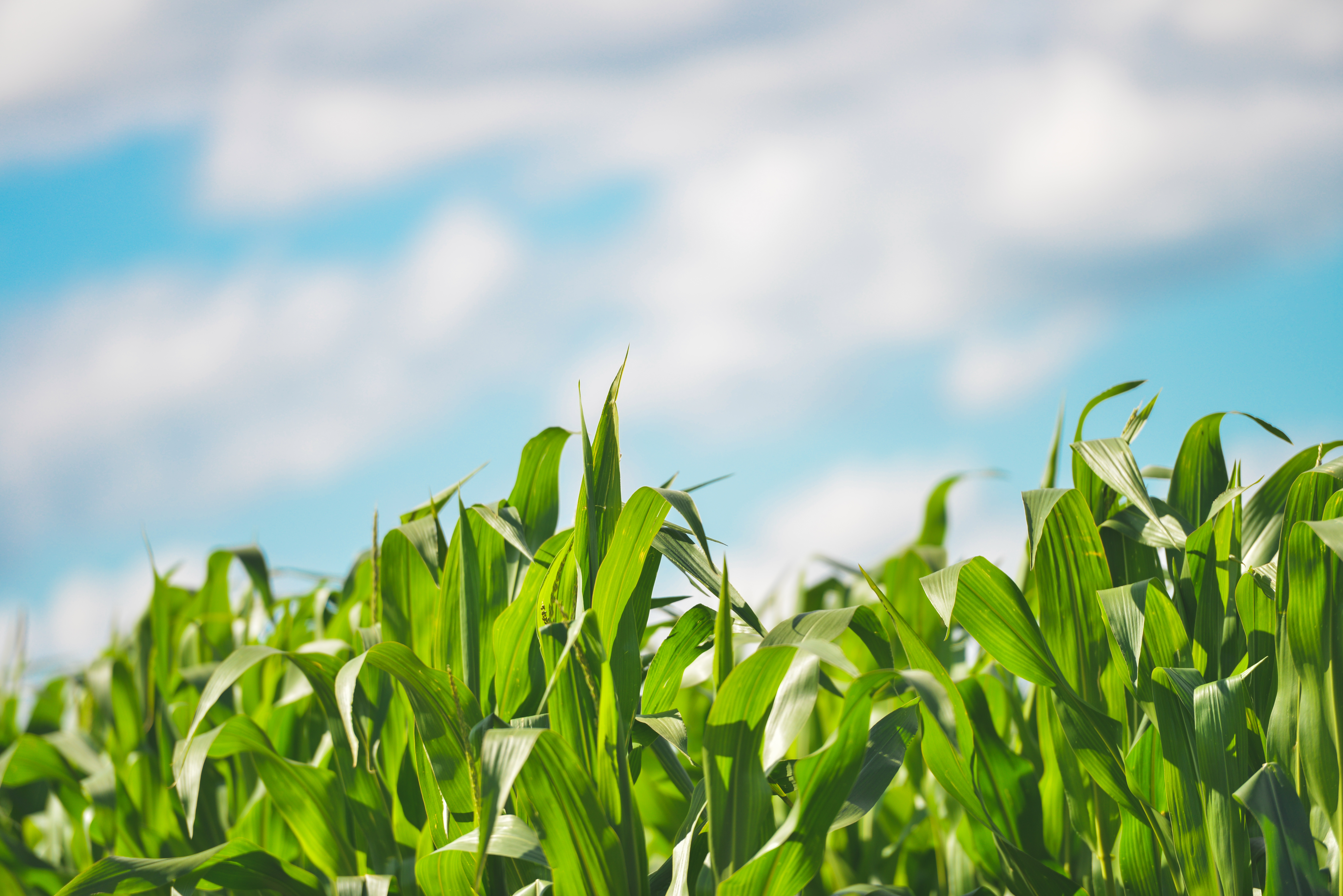 What Do Farmers Need to Know About Climate Change? Nitrogen Management Pilot Project