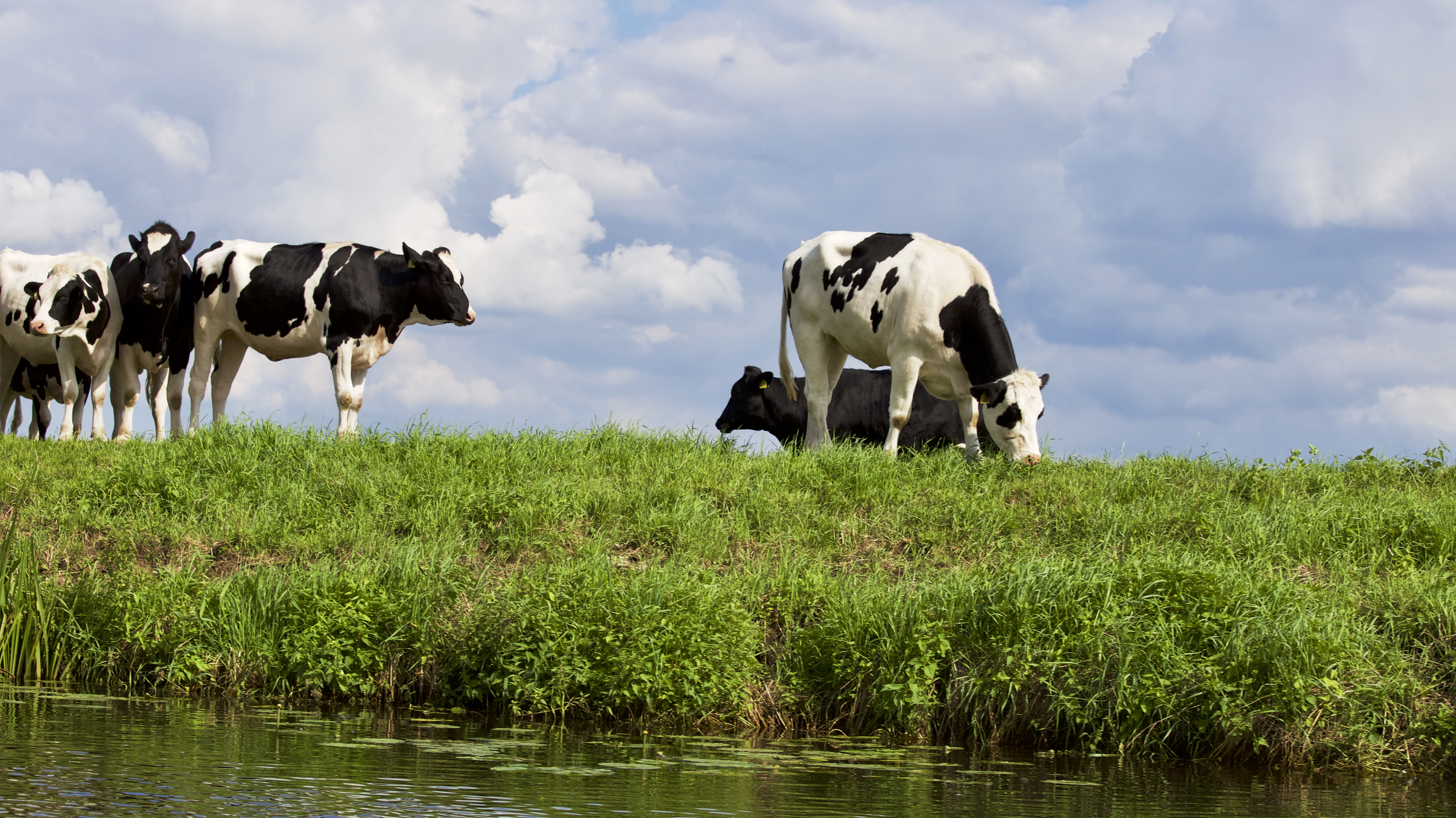 What Should Farmers Know About Climate Change? Livestock & Carbon Sequestration
