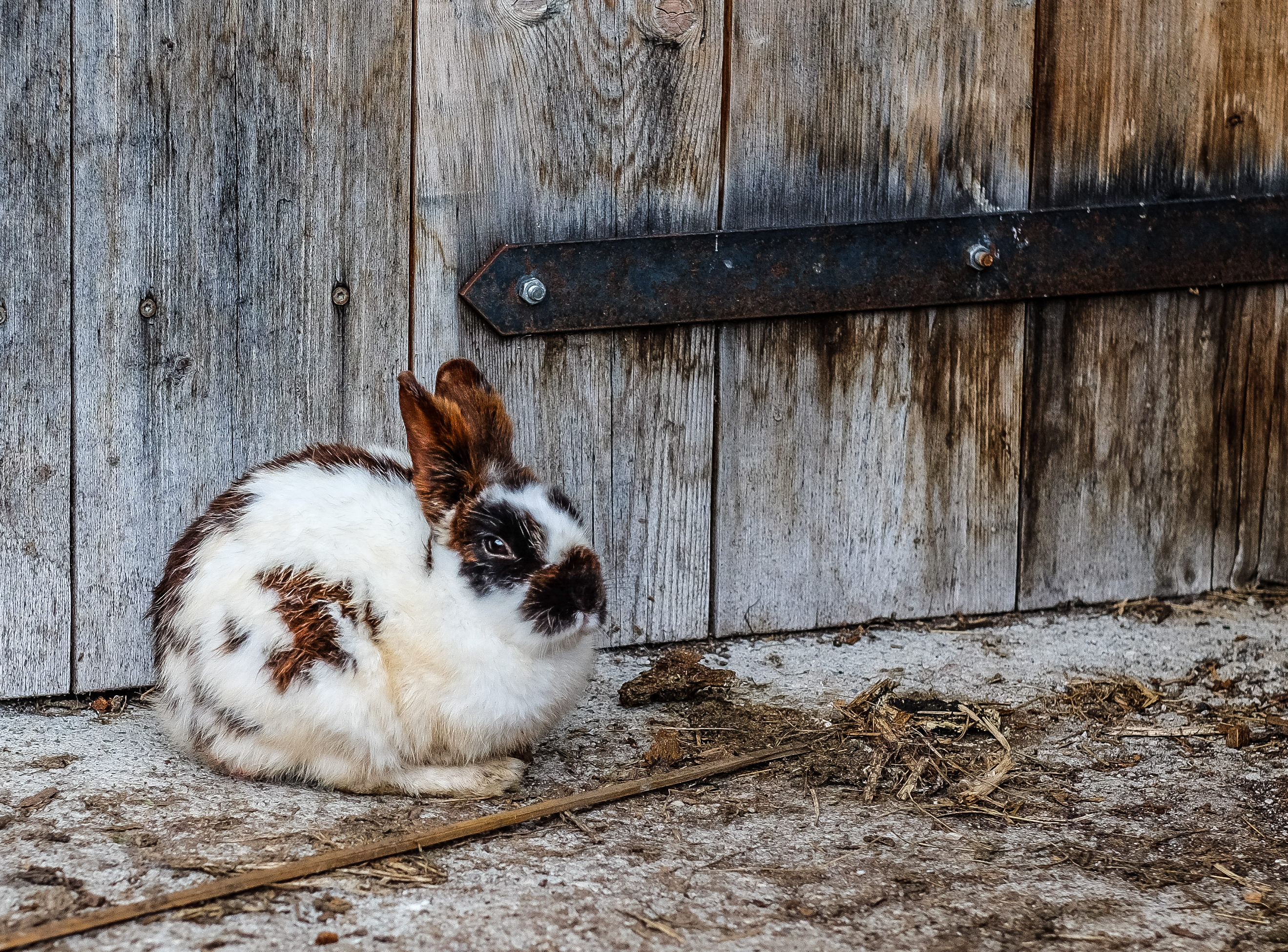 Access to Markets: Black Rabbit Farm, Media, and Marketing