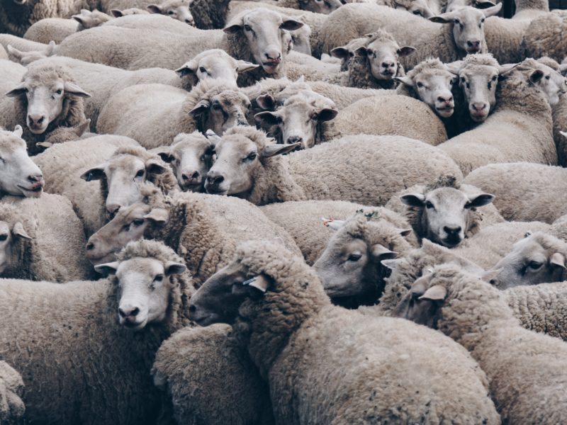 JBS Plans to Buy, Convert Lamb Processing Facility JBS Plans to Buy, Convert Lamb Processing Facility