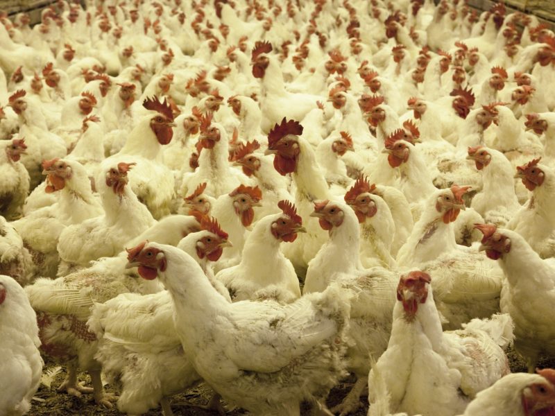 NFU Statement on Finalized USDA Poultry Transparency Rule